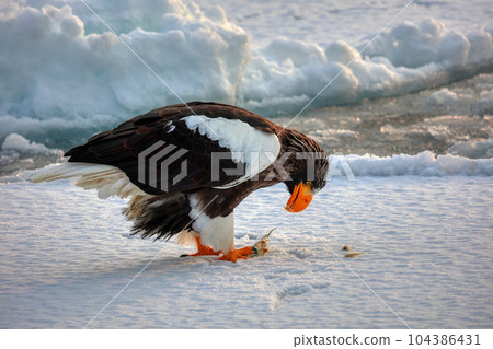 Eagle, Steller's sea eagle, Hokkaido, Sea of Okhotsk, pleasure boat, cruise ship, drift ice 104386431