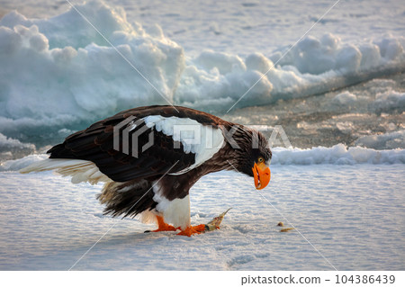 Eagle, Steller's sea eagle, Hokkaido, Sea of Okhotsk, pleasure boat, cruise ship, drift ice Eagle, Steller's sea eagle, Hokkaido, Sea of Okhotsk, pleasure boat, cruise ship, drift ice 104386439