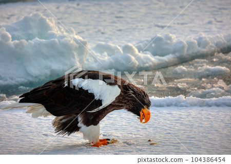 Eagle, Steller's sea eagle, Hokkaido, Sea of Okhotsk, pleasure boat, cruise ship, drift ice Eagle, Steller's sea eagle, Hokkaido, Sea of Okhotsk, pleasure boat, cruise ship, drift ice 104386454