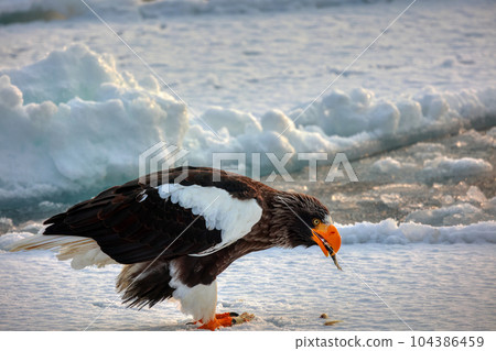 Eagle, Steller's sea eagle, Hokkaido, Sea of Okhotsk, pleasure boat, cruise ship, drift ice 104386459