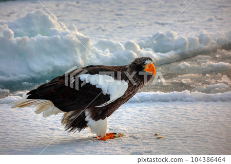 Eagle, Steller's sea eagle, Hokkaido, Sea of Okhotsk, pleasure boat, cruise ship, drift ice 104386464