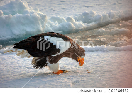 鷹，虎頭海雕，北海道，鄂霍次克海，遊船，遊輪，流冰 104386482