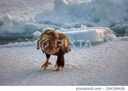 Eagle, Steller's sea eagle, Hokkaido, Sea of Okhotsk, pleasure boat, cruise ship, drift ice Eagle, Steller's sea eagle, Hokkaido, Sea of Okhotsk, pleasure boat, cruise ship, drift ice 104386486
