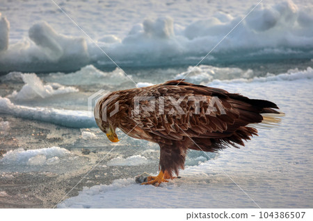 Eagle, Steller's sea eagle, Hokkaido, Sea of Okhotsk, pleasure boat, cruise ship, drift ice Eagle, Steller's sea eagle, Hokkaido, Sea of Okhotsk, pleasure boat, cruise ship, drift ice 104386507