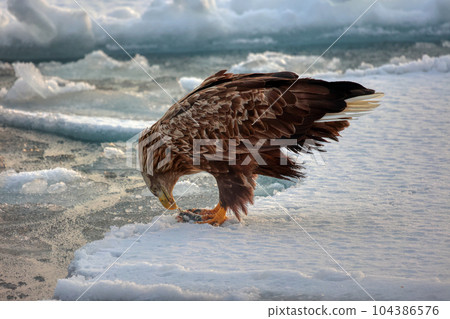 Eagle, Steller's sea eagle, Hokkaido, Sea of Okhotsk, pleasure boat, cruise ship, drift ice 104386576
