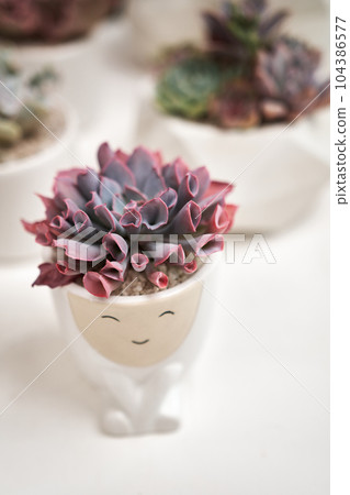Echeveria Succulent house plant in a pot and other potted house plants on a table Echeveria Succulent house plant in a pot and other potted house plants on a table 104386577