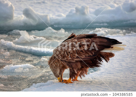 Eagle, Steller's sea eagle, Hokkaido, Sea of Okhotsk, pleasure boat, cruise ship, drift ice 104386585