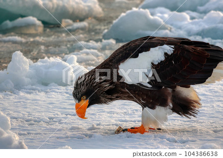 Eagle, Steller's sea eagle, Hokkaido, Sea of Okhotsk, pleasure boat, cruise ship, drift ice 104386638