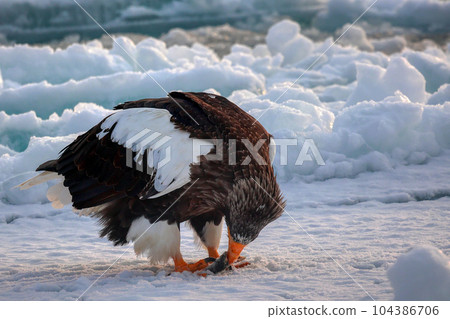 Eagle, Steller's sea eagle, Hokkaido, Sea of Okhotsk, pleasure boat, cruise ship, drift ice Eagle, Steller's sea eagle, Hokkaido, Sea of Okhotsk, pleasure boat, cruise ship, drift ice 104386706