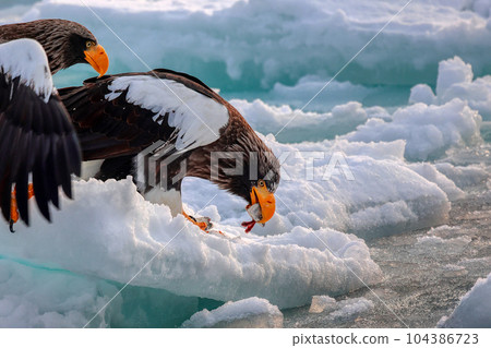 鷹，虎頭海雕，北海道，鄂霍次克海，遊船，遊輪，流冰 104386723