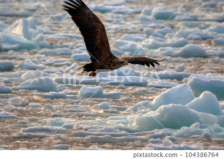 Eagle, Steller's sea eagle, Hokkaido, Sea of Okhotsk, pleasure boat, cruise ship, drift ice 104386764