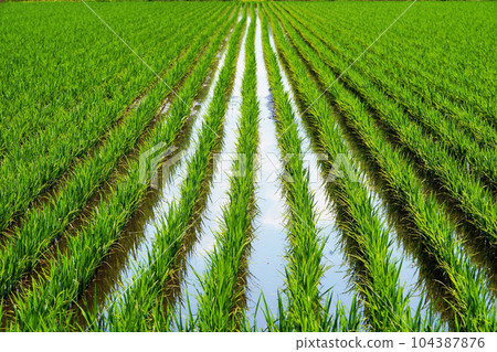 Rice growing steadily Hokkaido 104387876