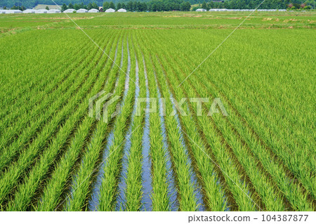 Rice growing steadily Hokkaido 104387877