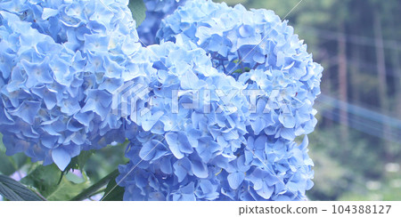 hydrangea   104388127