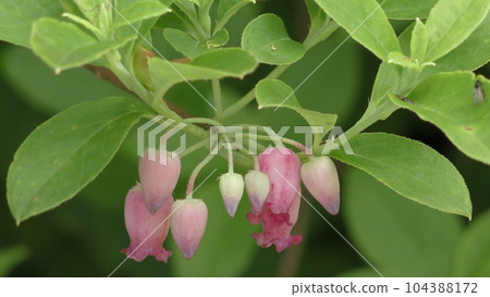 Vladius Yarrow之花 Vladius Yarrow之花 104388172