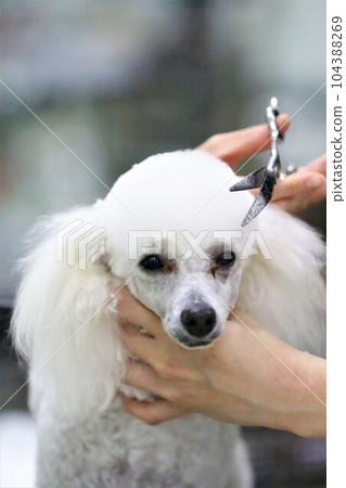 Bailey, a white toy poodle staring cutely between trimmings♡ Bailey, a white toy poodle staring cutely between trimmings♡ 104388269