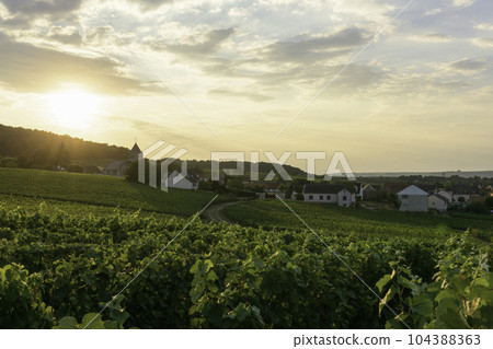 Row vine grape in champagne vineyards at montagne de reims. 104388363