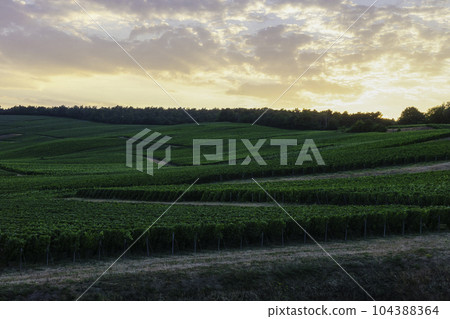 Row vine grape in champagne vineyards at montagne de reims. 104388364