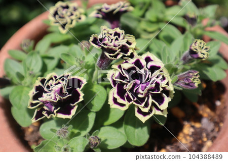 Yaezaki's black petunia flower robe Yaezaki's black petunia flower robe 104388489
