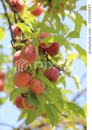 Plum Plum 104388687