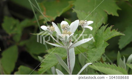 Hosova chinensis Hosova chinensis 104388688