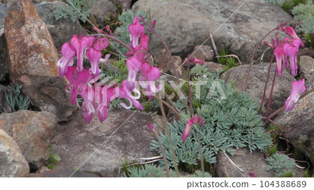 Cumkusa flowers Cumkusa flowers 104388689