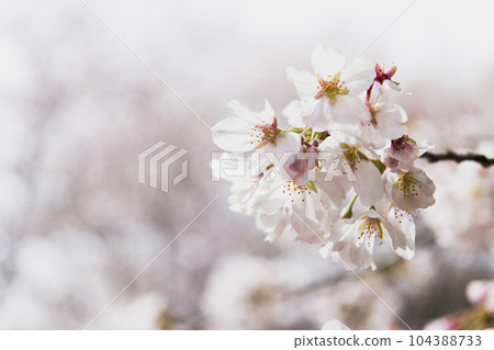 櫻花 104388733