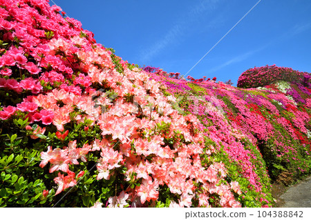 Azalea Azalea 104388842