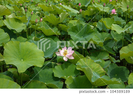 蓮花二見手部浪漫森林， 104389189