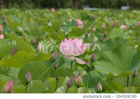 蓮花二見手部浪漫森林， 104389190