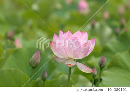 蓮花二見手部浪漫森林， 104389191