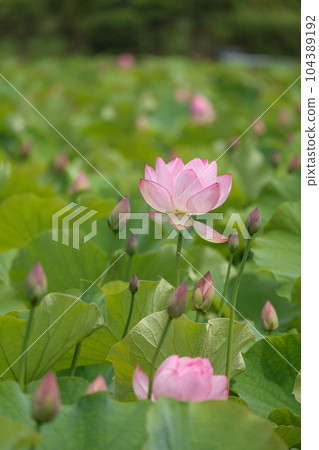 蓮花二見手部浪漫森林， 104389192