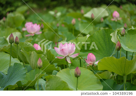蓮花二見手部浪漫森林， 104389196