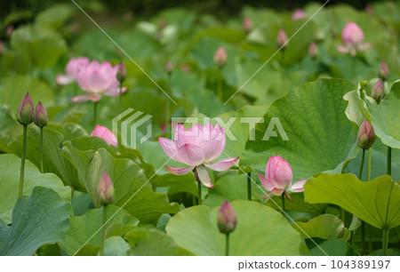 蓮花二見手部浪漫森林， 104389197