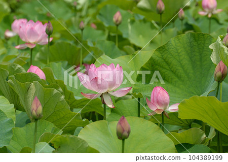 蓮花二見手部浪漫森林， 104389199