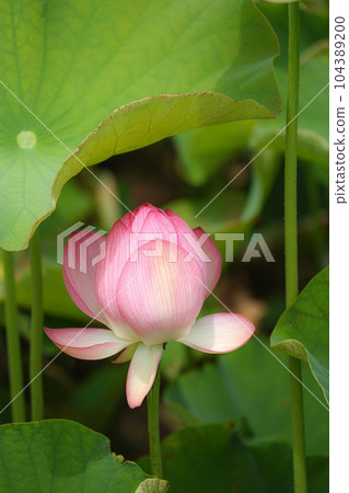 蓮花二見手部浪漫森林， 104389200