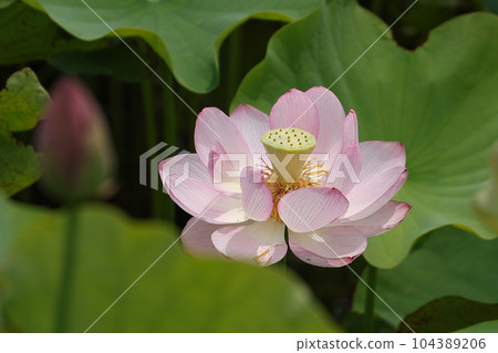 蓮花二見手部浪漫森林， 104389206