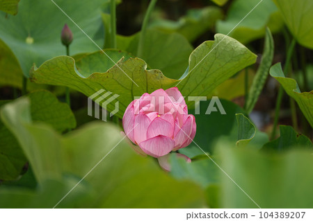 蓮花二見手部浪漫森林， 104389207