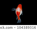Albino Santaclaus Molly Swordtail 104389316
