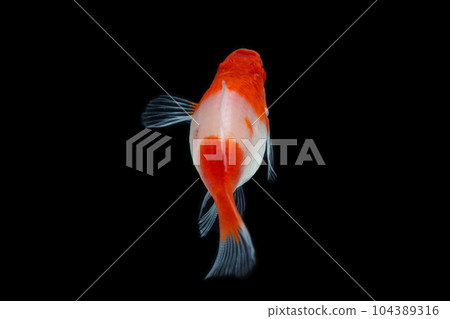 Albino Santaclaus Molly Swordtail Albino Santaclaus Molly Swordtail 104389316