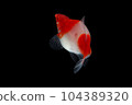 Albino Santaclaus Molly Swordtail 104389320
