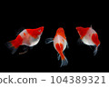 Albino Santaclaus Molly Swordtail 104389321