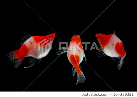 Albino Santaclaus Molly Swordtail Albino Santaclaus Molly Swordtail 104389321
