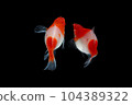 Albino Santaclaus Molly Swordtail 104389322