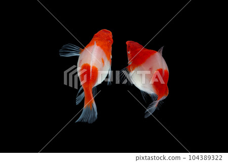 Albino Santaclaus Molly Swordtail Albino Santaclaus Molly Swordtail 104389322