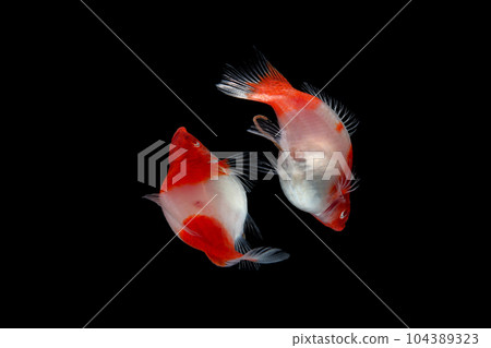 Albino Santaclaus Molly Swordtail Albino Santaclaus Molly Swordtail 104389323