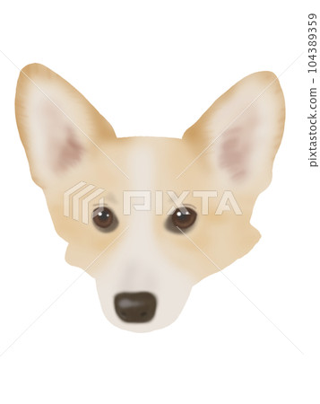 柯基臉 柯基臉 104389359