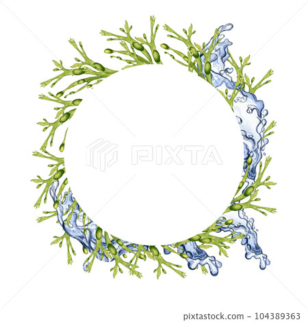 Frame of green sea plants and water splash watercolor illustration isolated on white. Ascophyllum, kelp, herb seaweed hand drawn. Design for package, label, advertising, invitation, marine collection Frame of green sea plants and water splash watercolor illustration isolated on white. Ascophyllum, kelp, herb seaweed hand drawn. Design for package, label, advertising, invitation, marine collection 104389363