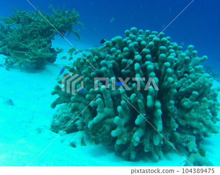 A tropical island, a sea of coral reefs A tropical island, a sea of coral reefs 104389475