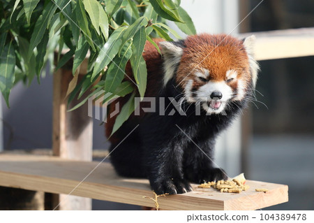 happy red panda 104389478